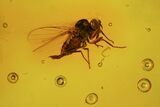 Two Fossil Flies (Diptera) In Baltic Amber #84604-1